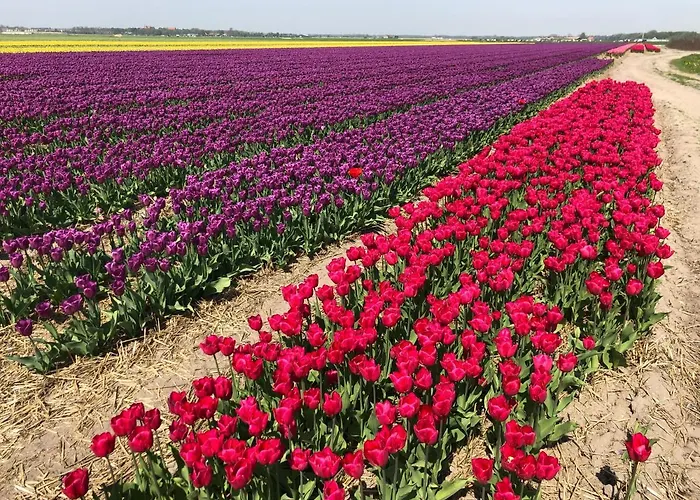 City Room アルクマール